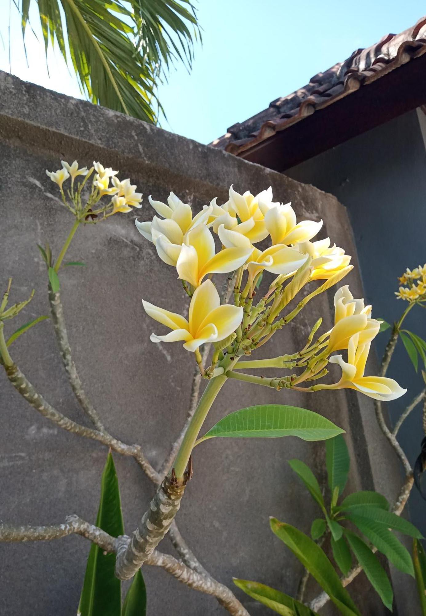 Parama Homestay Balangan Uluwatu Eksteriør billede
